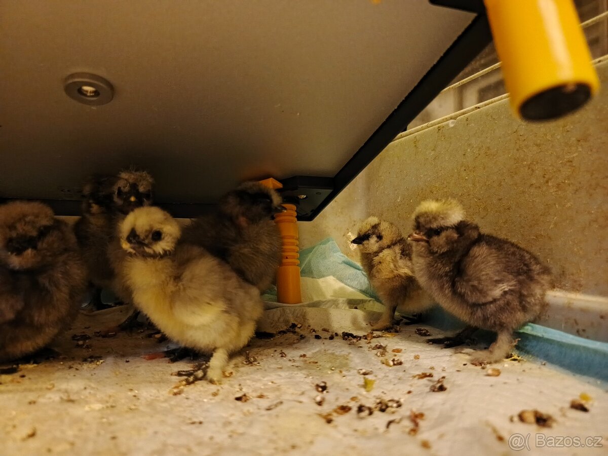 Hedvabnička usa kuřata - 3