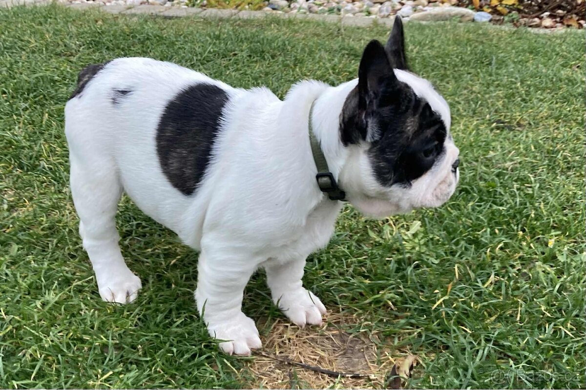 Francouzský buldoček bez PP - 3