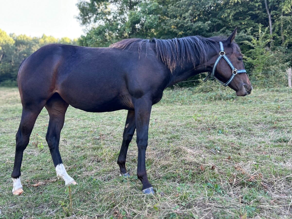 Perspektivní Paint Horse kobylka - 3