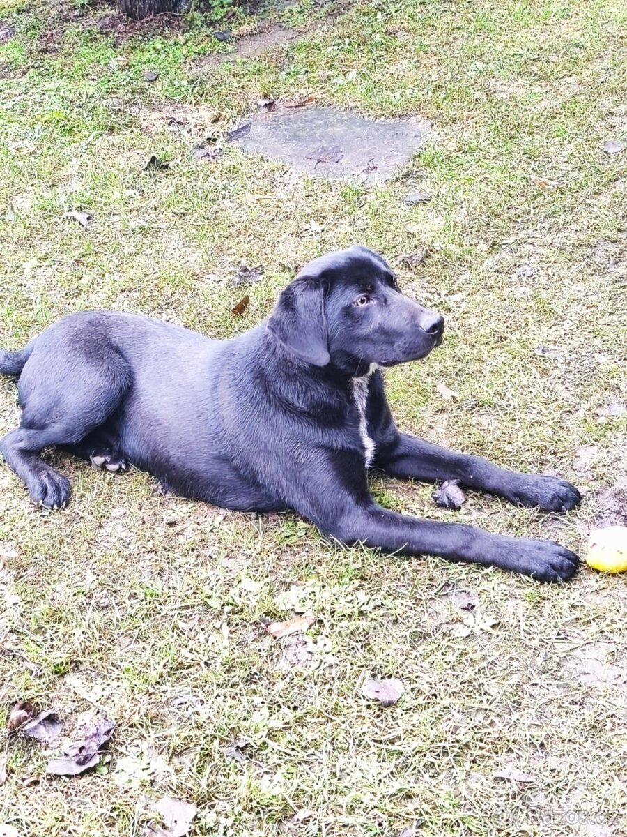 Darujem labradora/ Weimarského stavača - 3