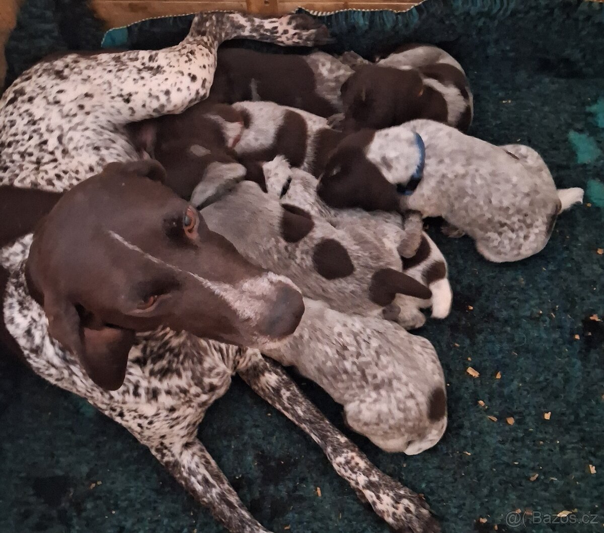 Německý ohař krátkosrstá štěňata - 3