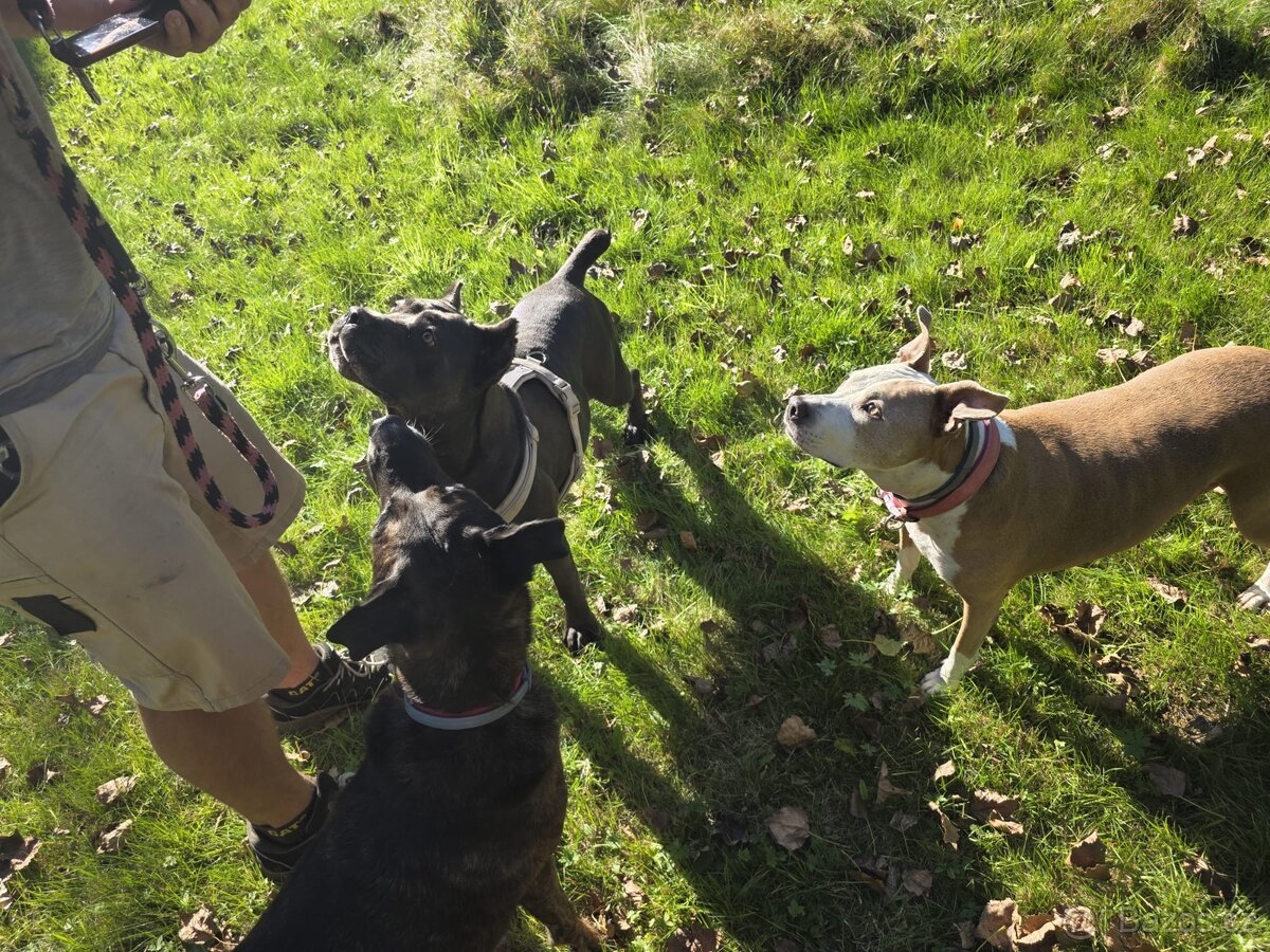 Cane Corso fena s PP - 3