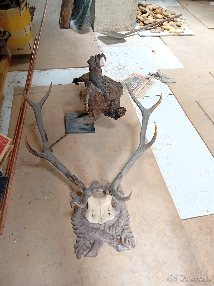 Jelení a srnčí trofeje - 3