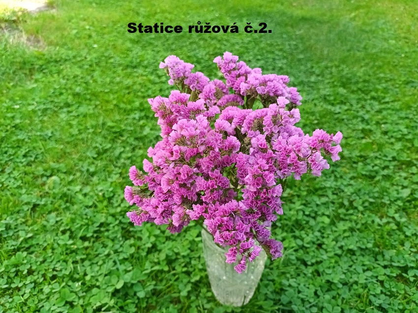 Sušené květiny - STATICE různé barvy. - 3