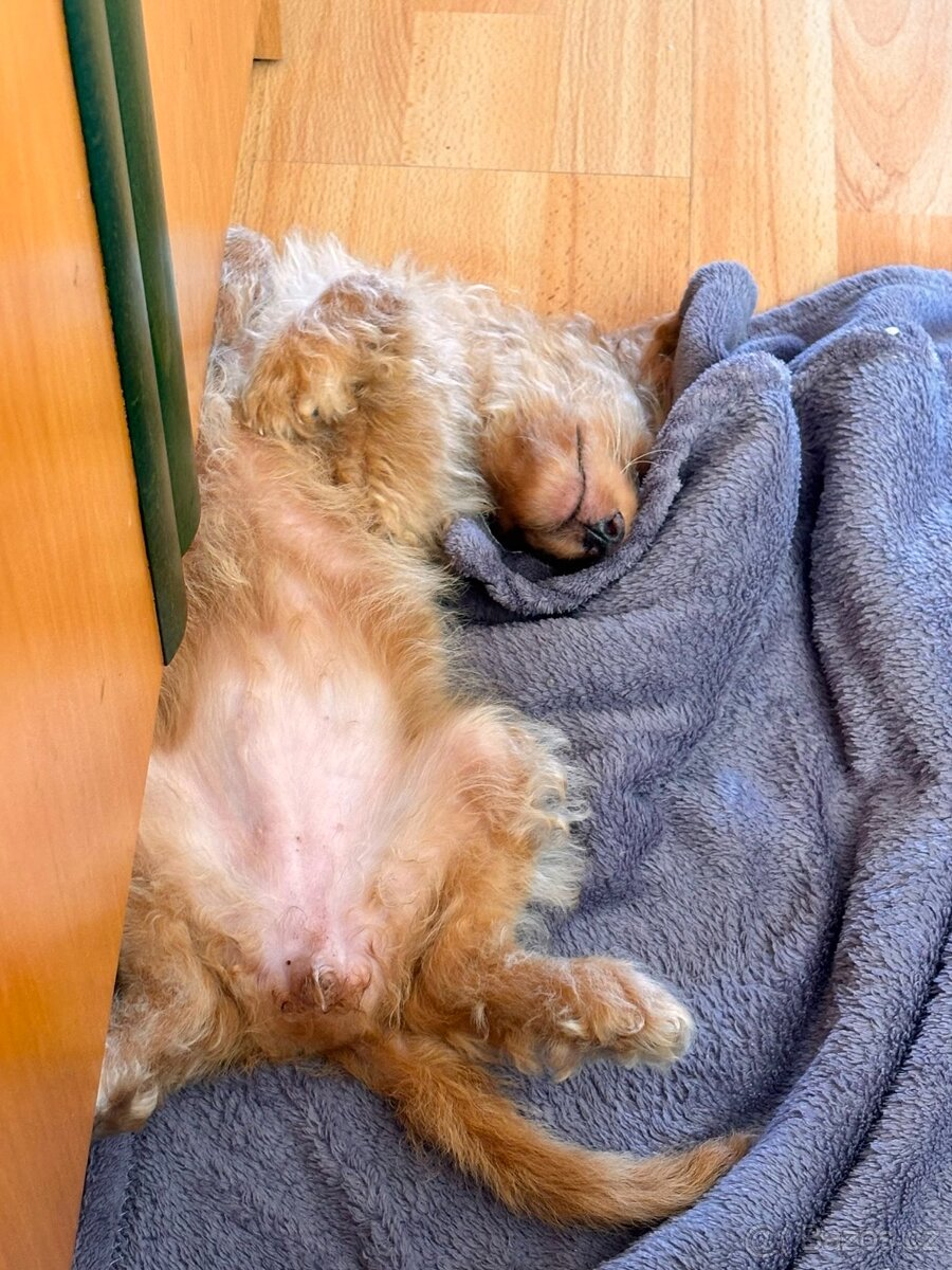 Maltipoo Fena - 3