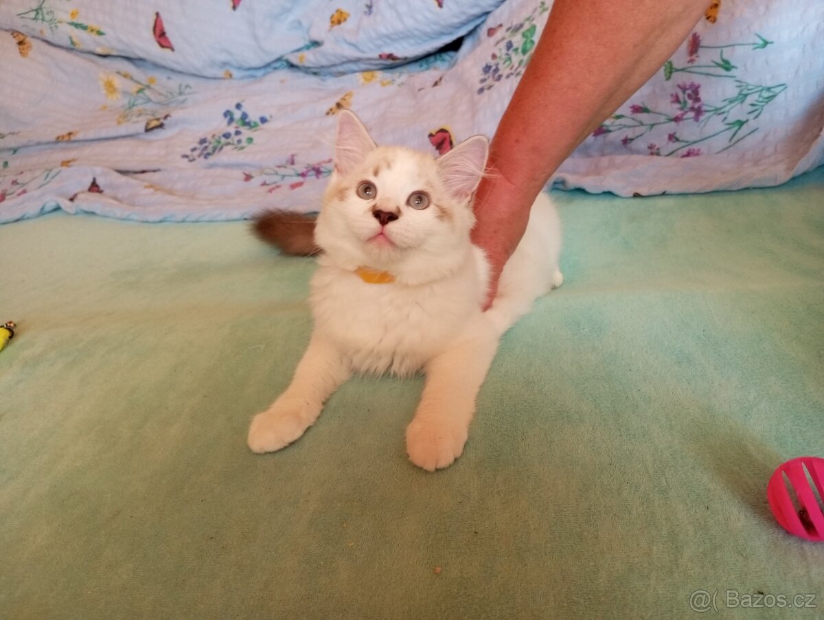 koťátka Ragdoll - 3