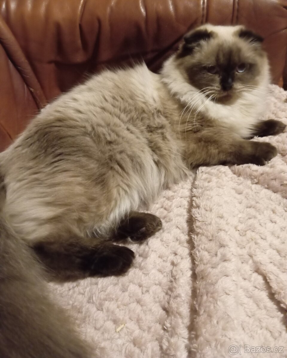 Skotská klapouchá, kotě, kočička. - 3