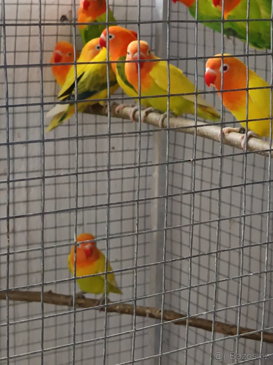 Agapornis Fishery - 3