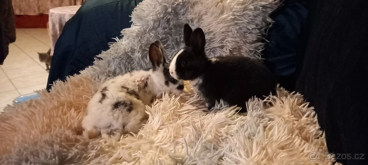Zakrslý králíček druh Rex krátkosrstý - 3