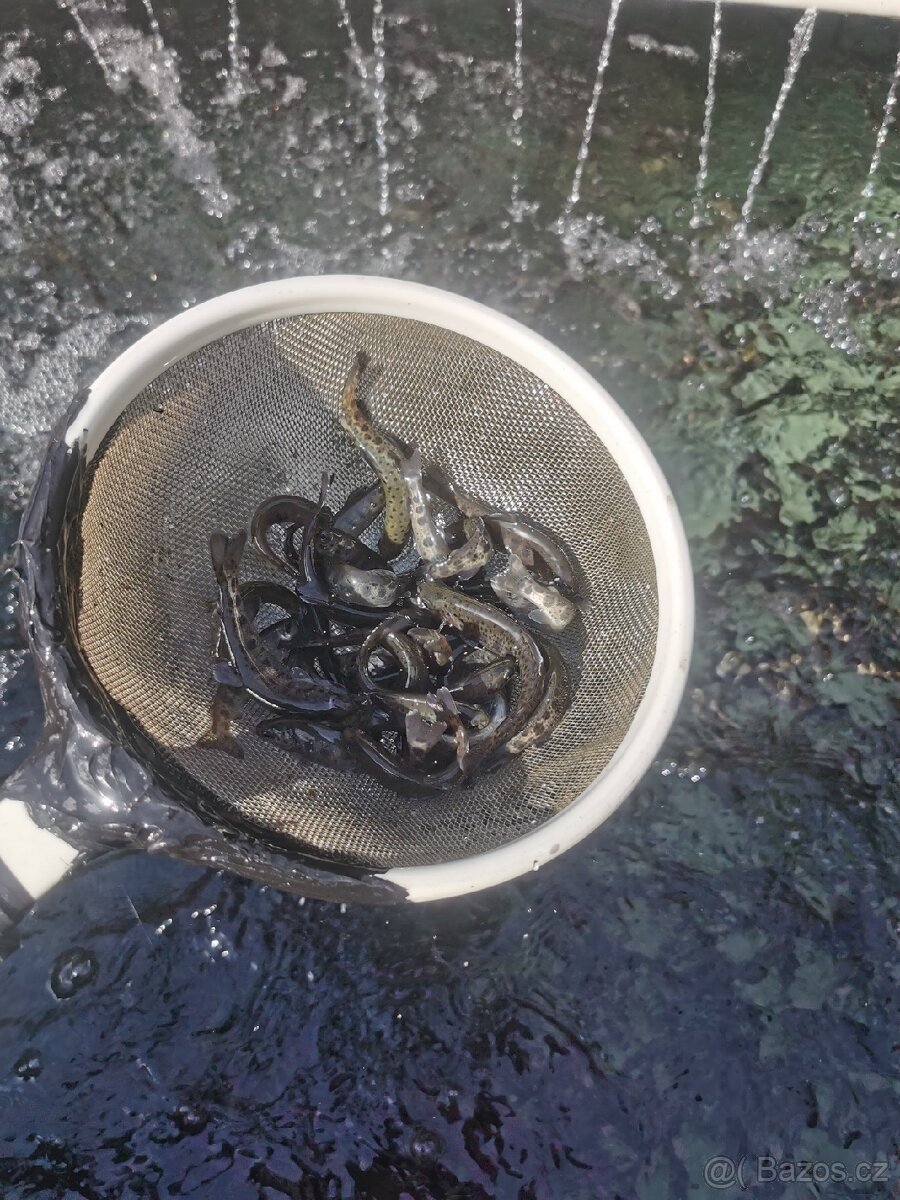 Nasada pstruh duhový - 3