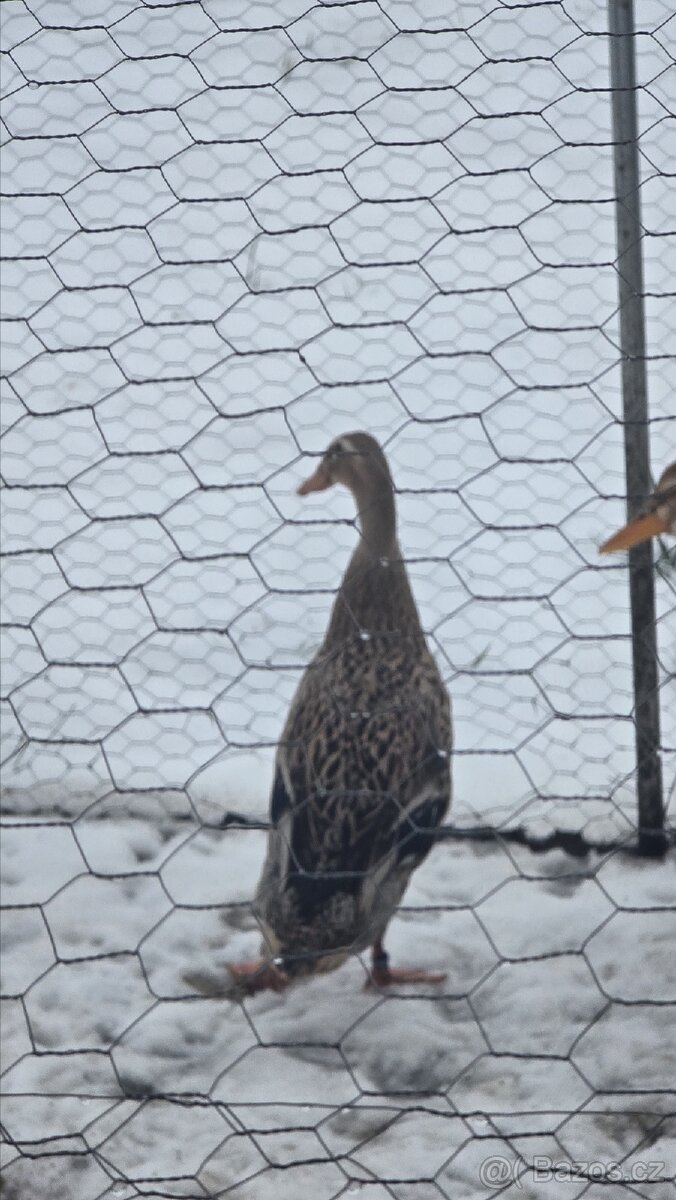 Indický běžec pstruhový kachny - 3