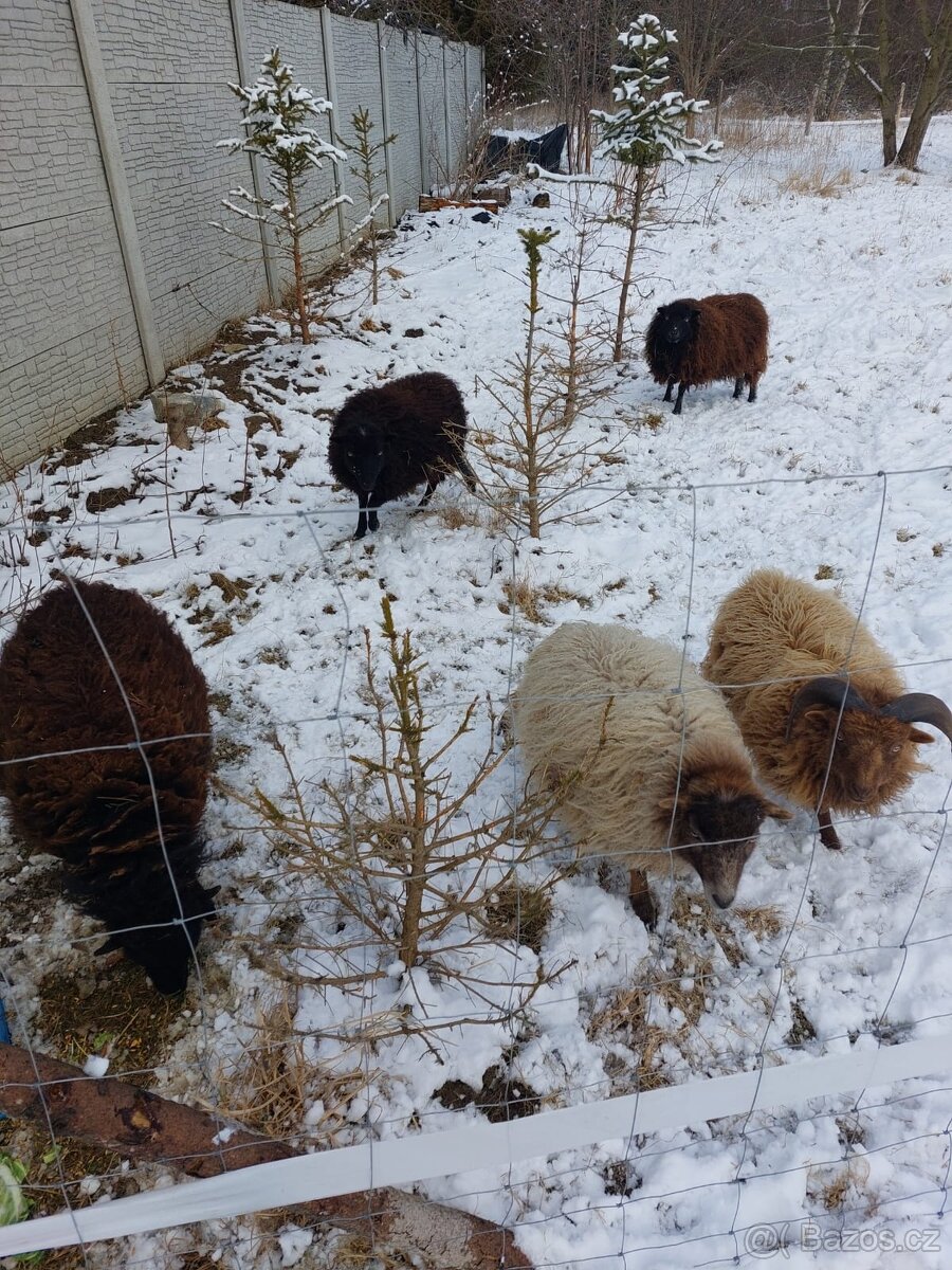 Prodám stádo ovcí - 3