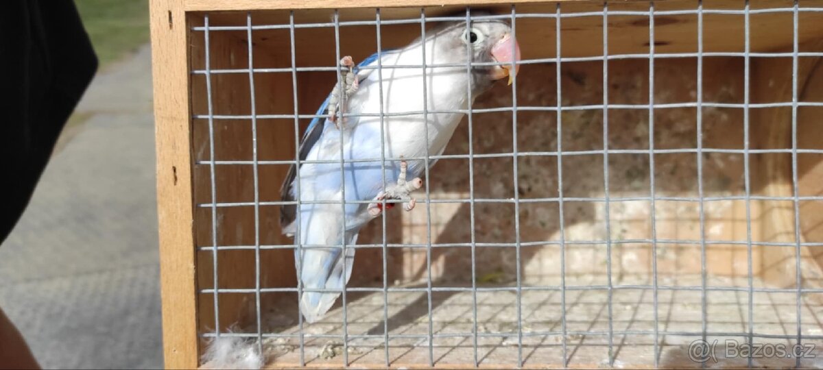 Agapornis škraboškový - sameček 25 - 3