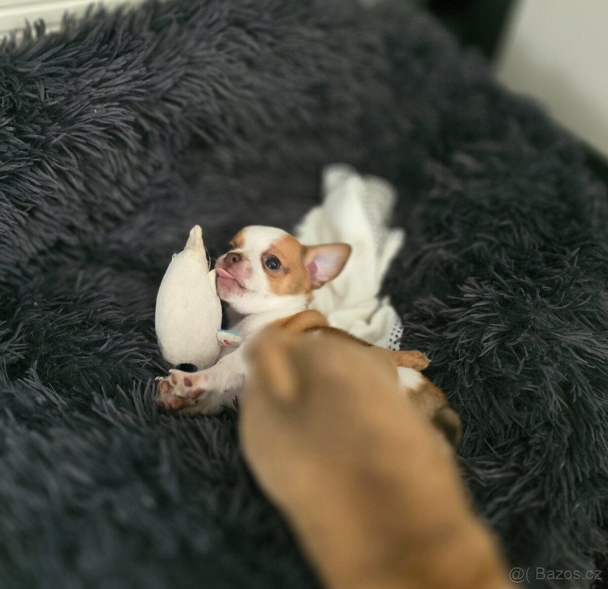 Čivava chlapeček - 3