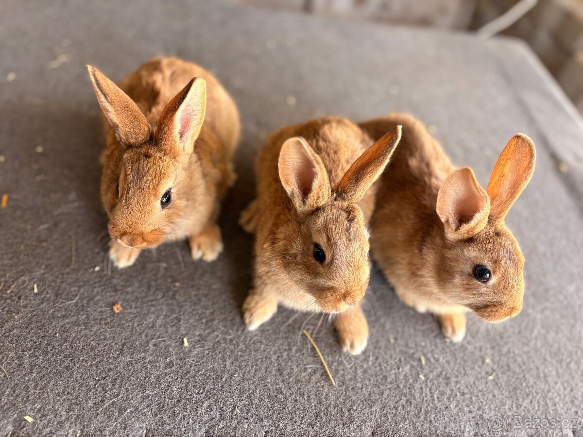 Burgundský kralik - 3