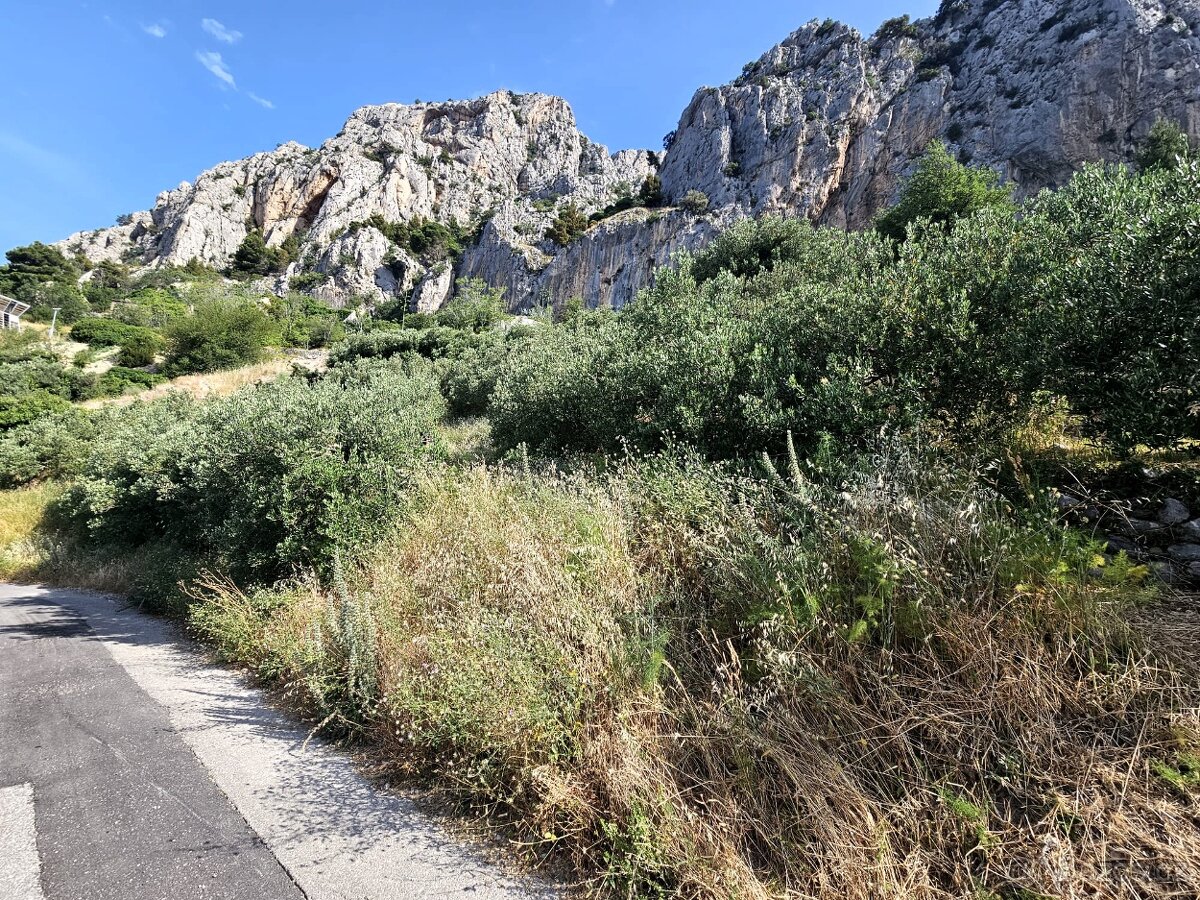 Olivový sad / Chorvatsko / Makarska - 3