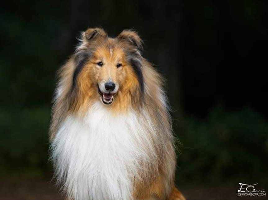 Skotská dlouhosrstá kolie - 3