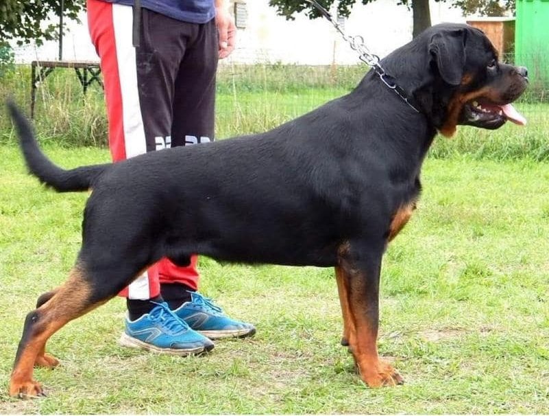 Rottweiler s PP (FCI) - 3