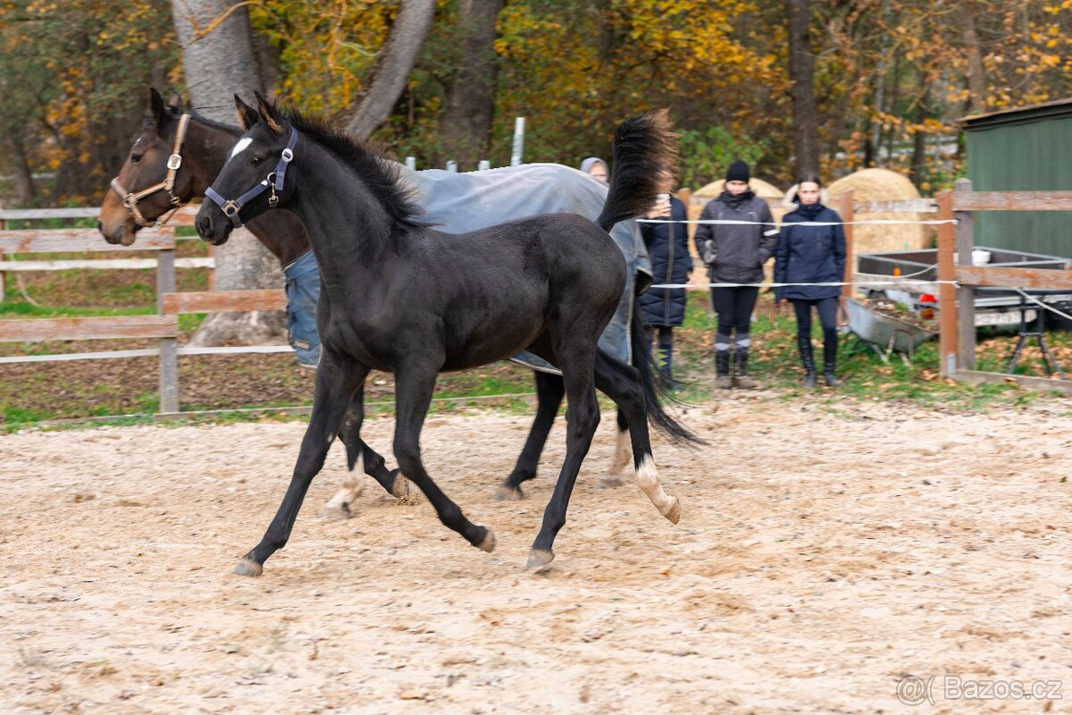 Nádherný hřebeček po Warness ZH - 3