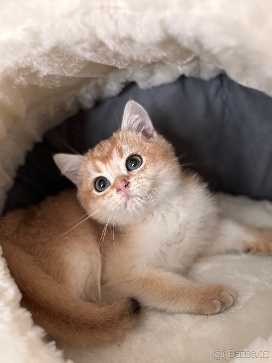 Britské kotě zlatá činčila s PP - 3