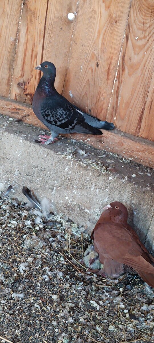 Prodám holubi - 3