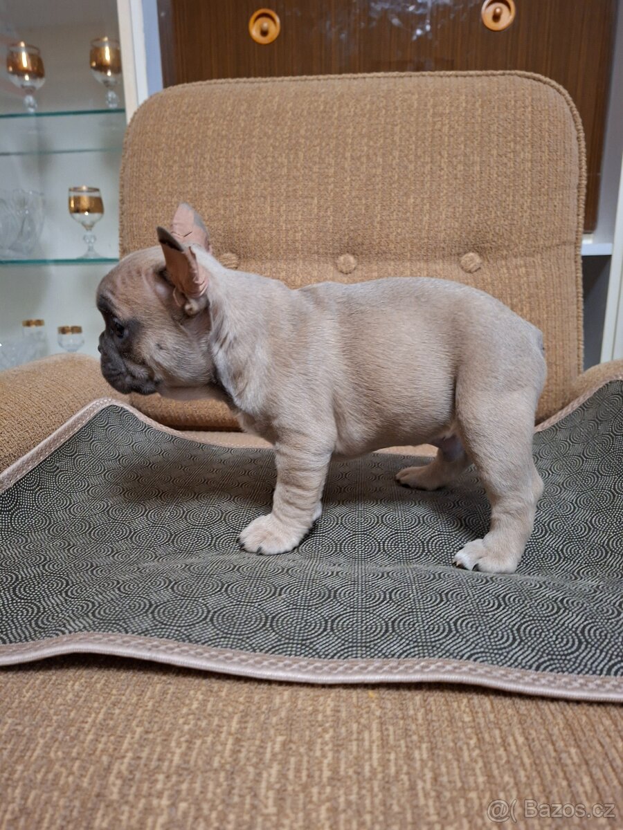 Francouzský buldoček - 3