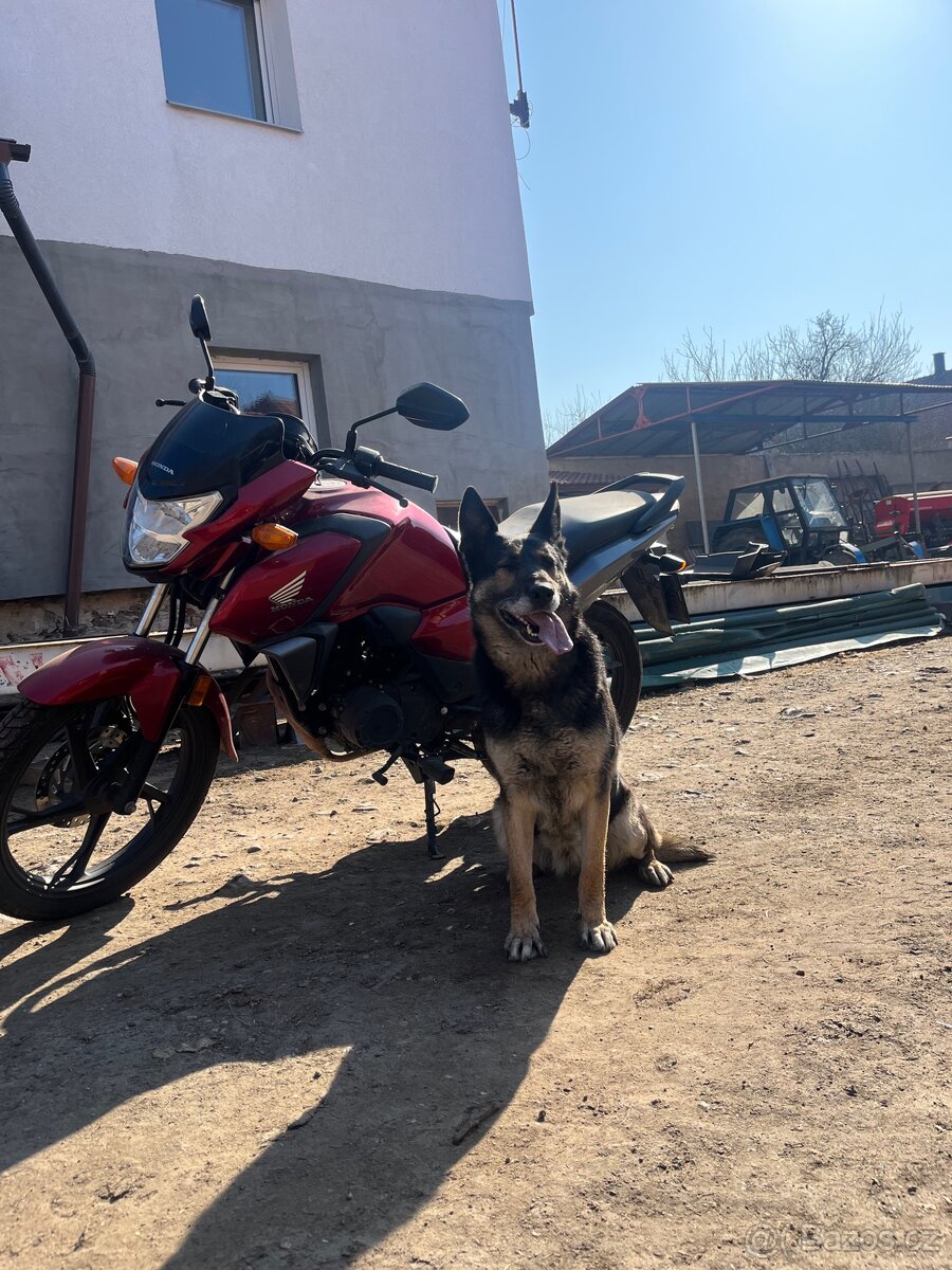 Honda CBF 125cm 2021 - 3