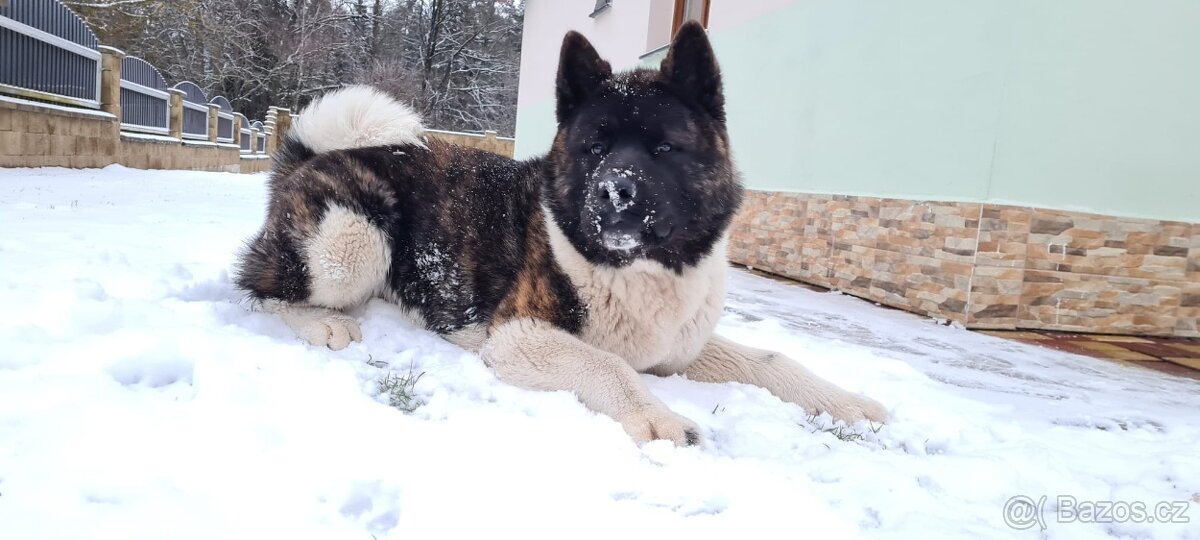 Krytí Americká Akita - 3
