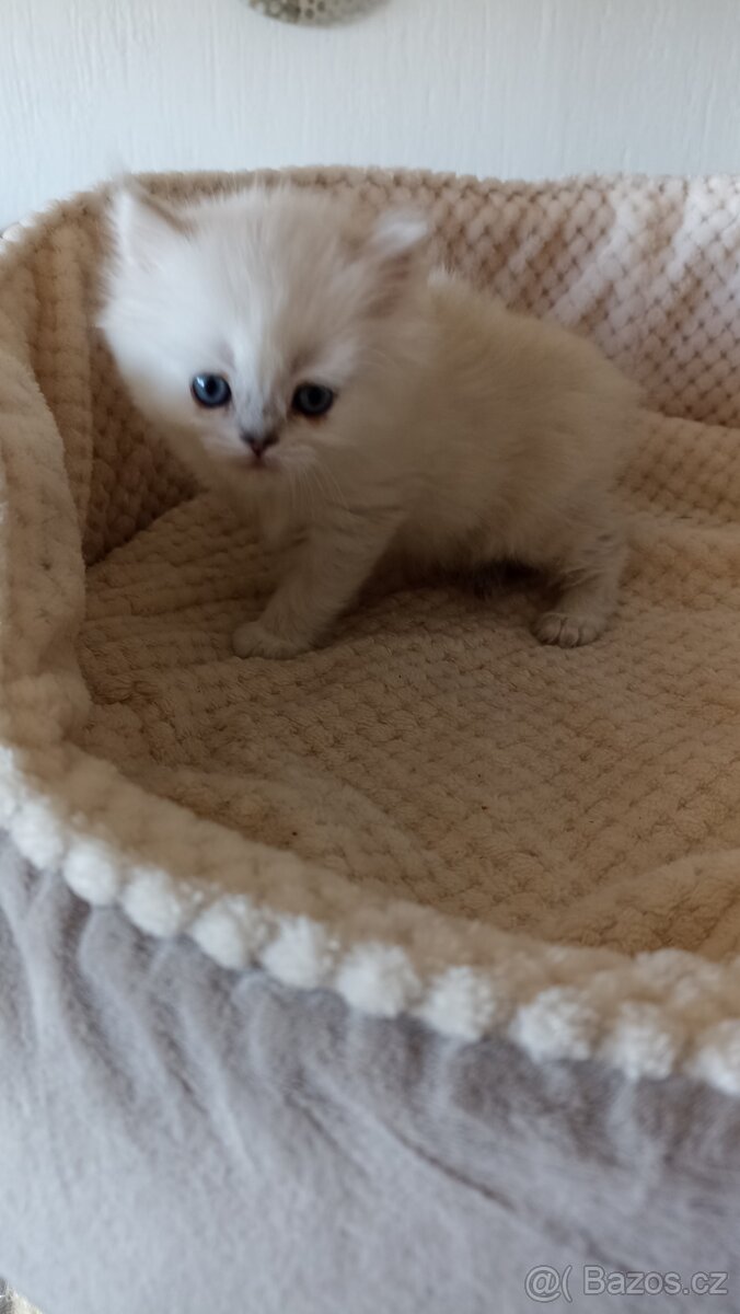 Britská point kočička s PP - 3