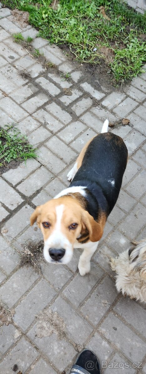 Bigl štěňata - 3