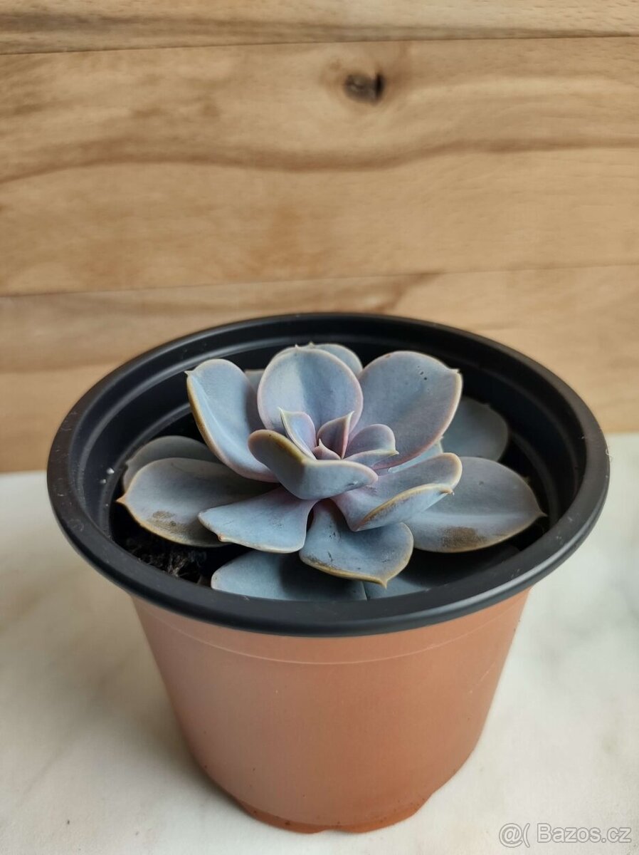 Echeveria perle von nurn - 3
