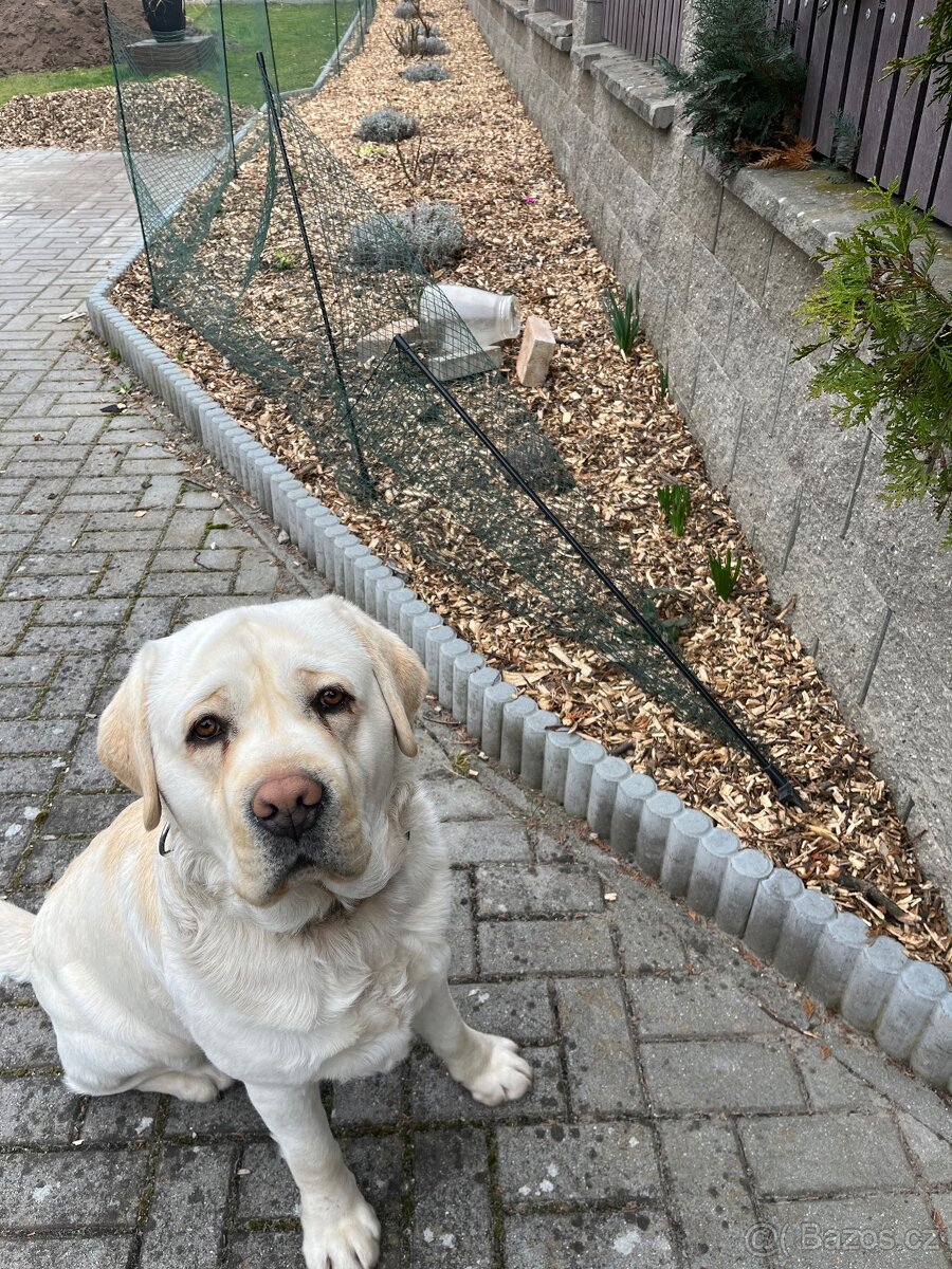 hledáme fenku pro Timmyho - 3