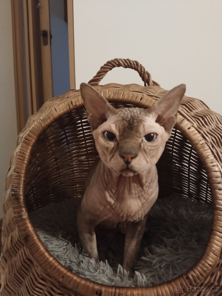 Kocour kanadský sphynx s PP ke krytí - 3