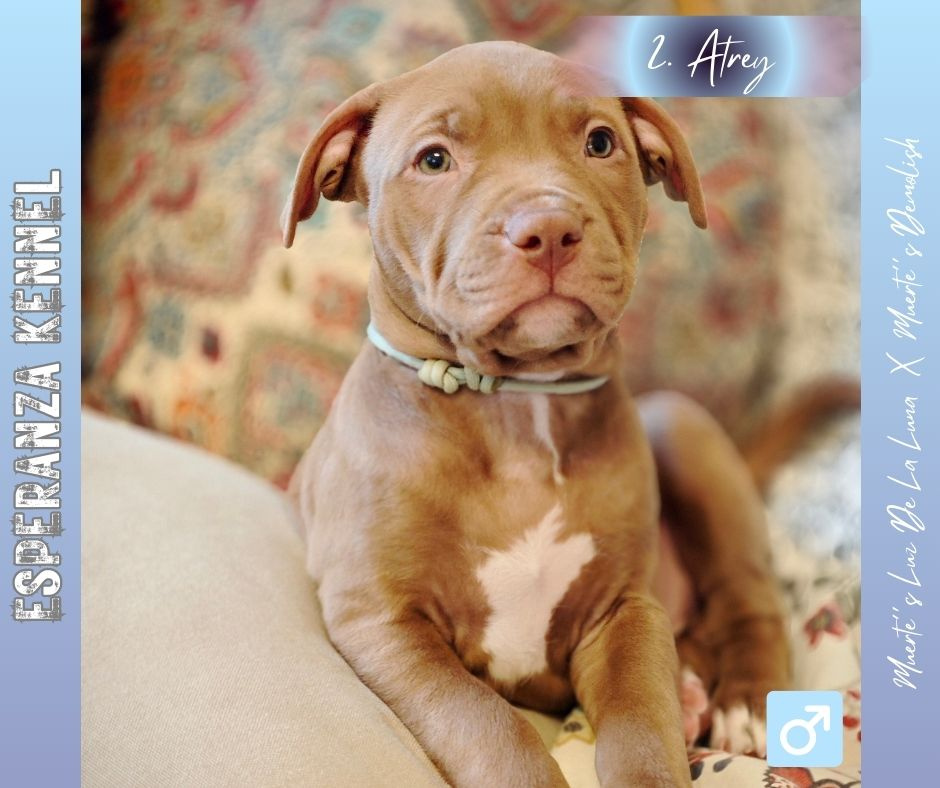 Americký pitbulterier štěňata s PP - 3