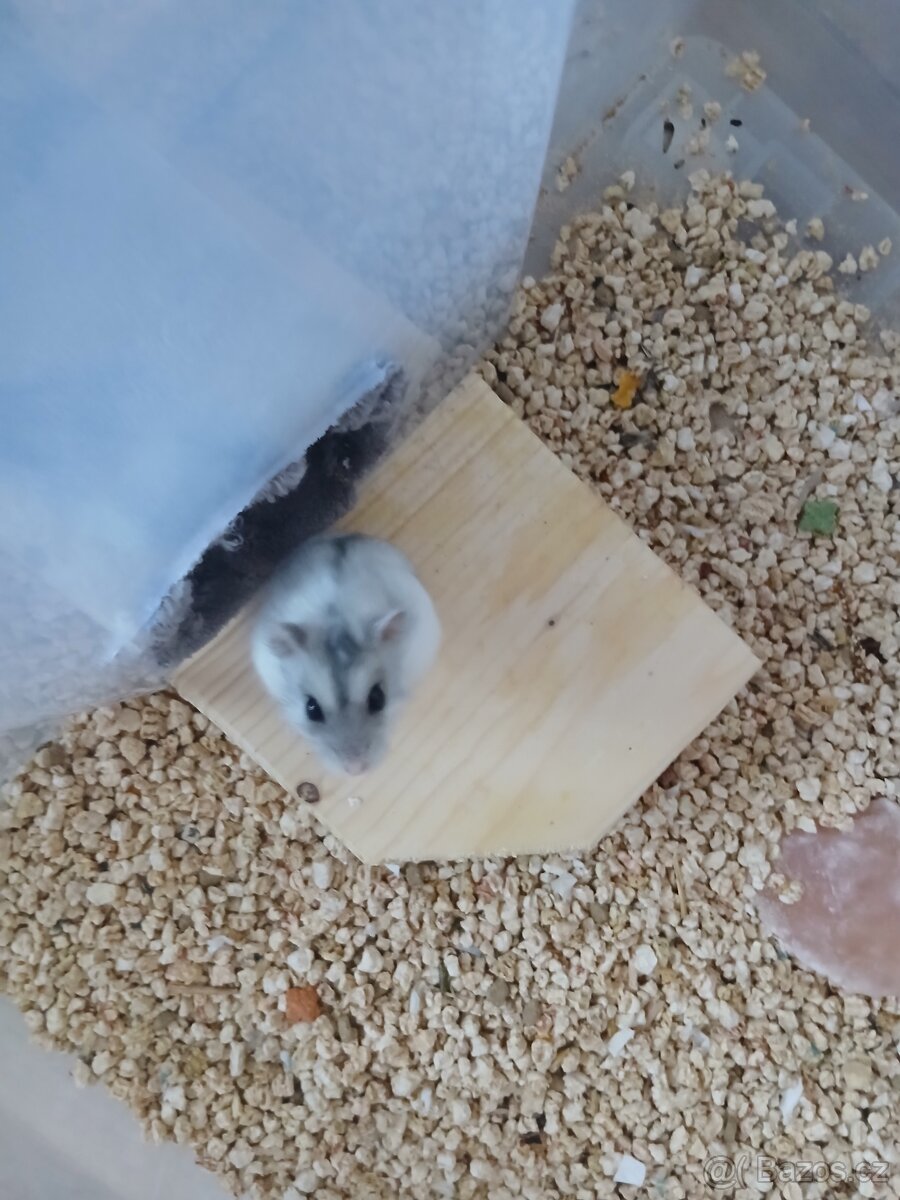 Křeček džungarský samička - 3