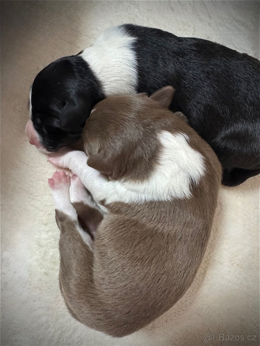 Border kolie štěně s PP - 3