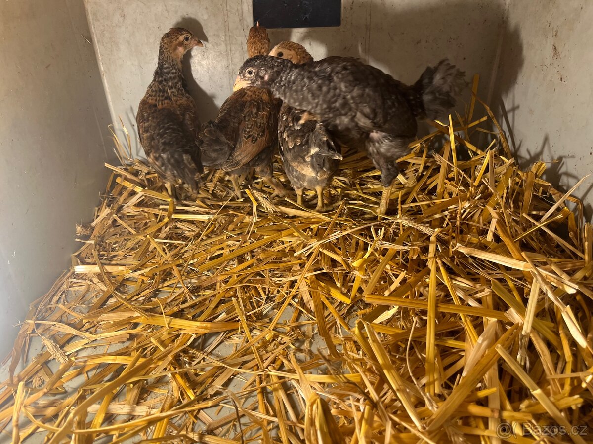 Kuřata Araukana křížená - 3