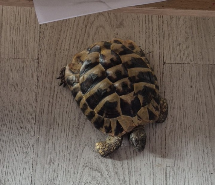 želva zelenavá (Testudo hermanni) - 3