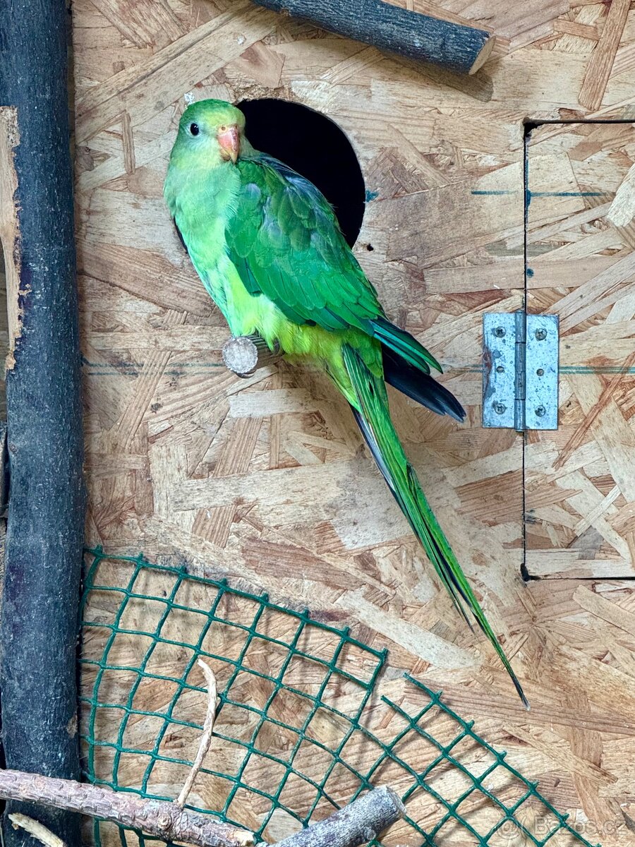 Papoušek Nádherný samice a samec - 3