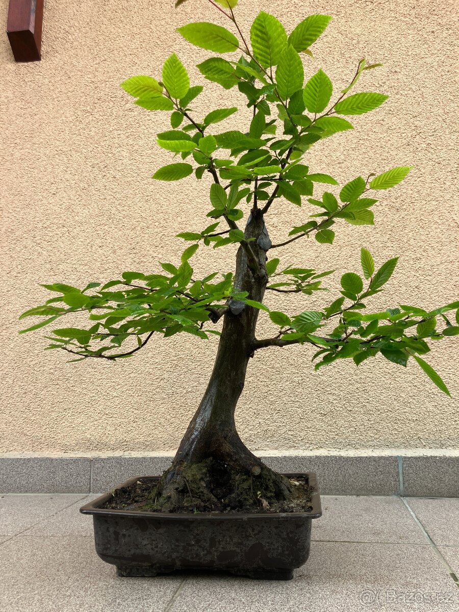 Bonsai, Bonsaj, habr obecný - 3