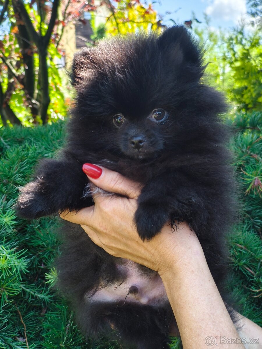 Pomeranian s p.p - 3