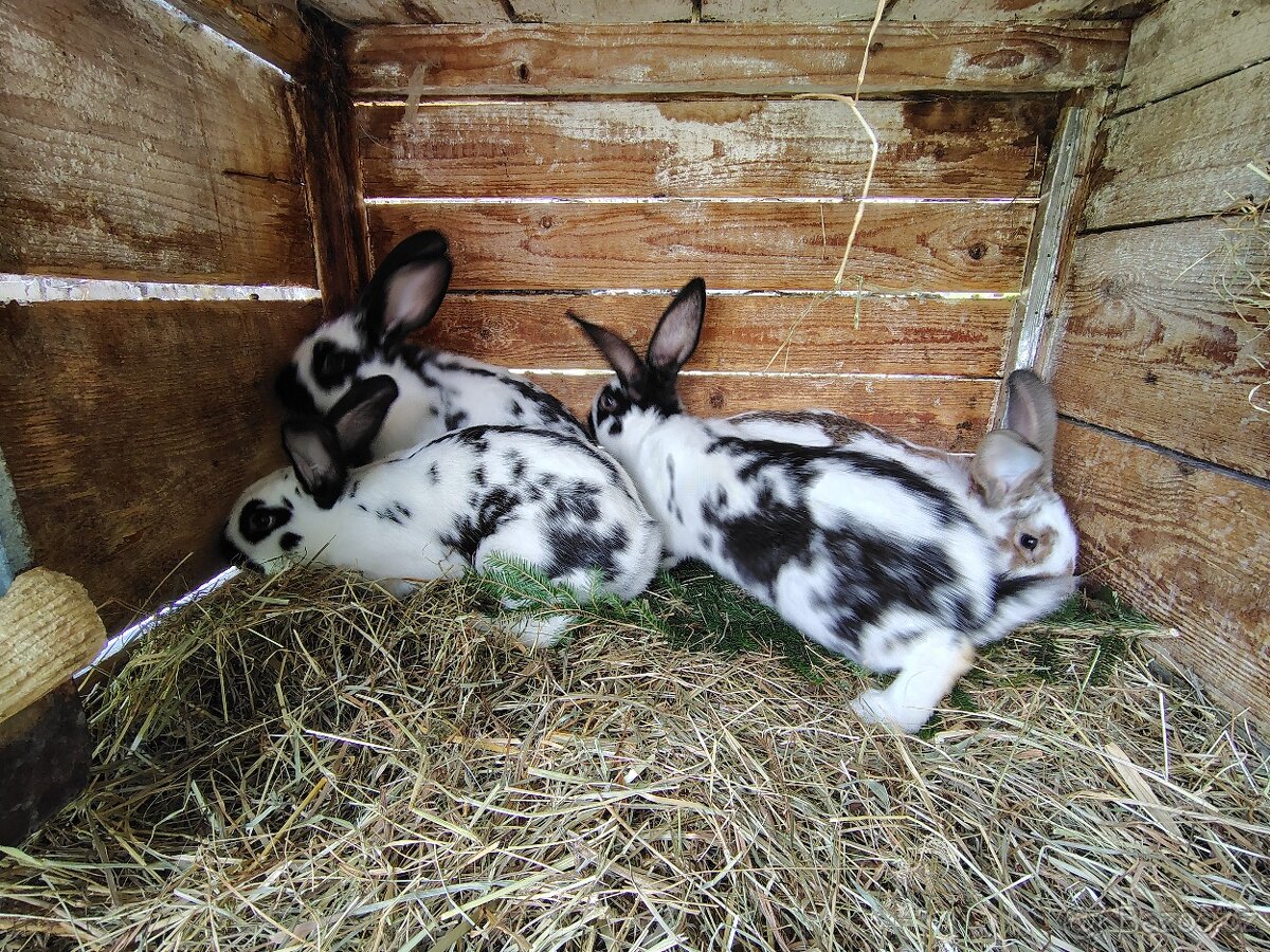 Králík - samci - 3