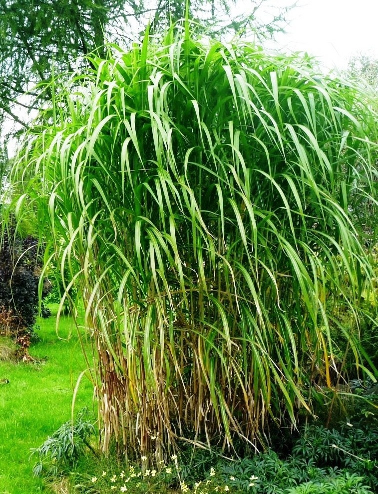 MISCANTHUS GIGANTEUS ♥ OZDOBNICE OBROVSKÁ - 3