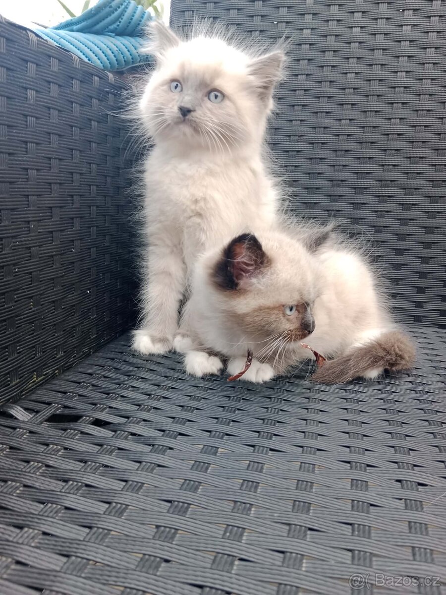 Ragdoll kocourci bez PP - 3