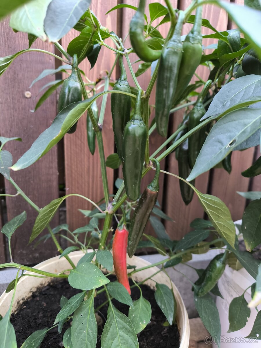 Jalapeno - 3