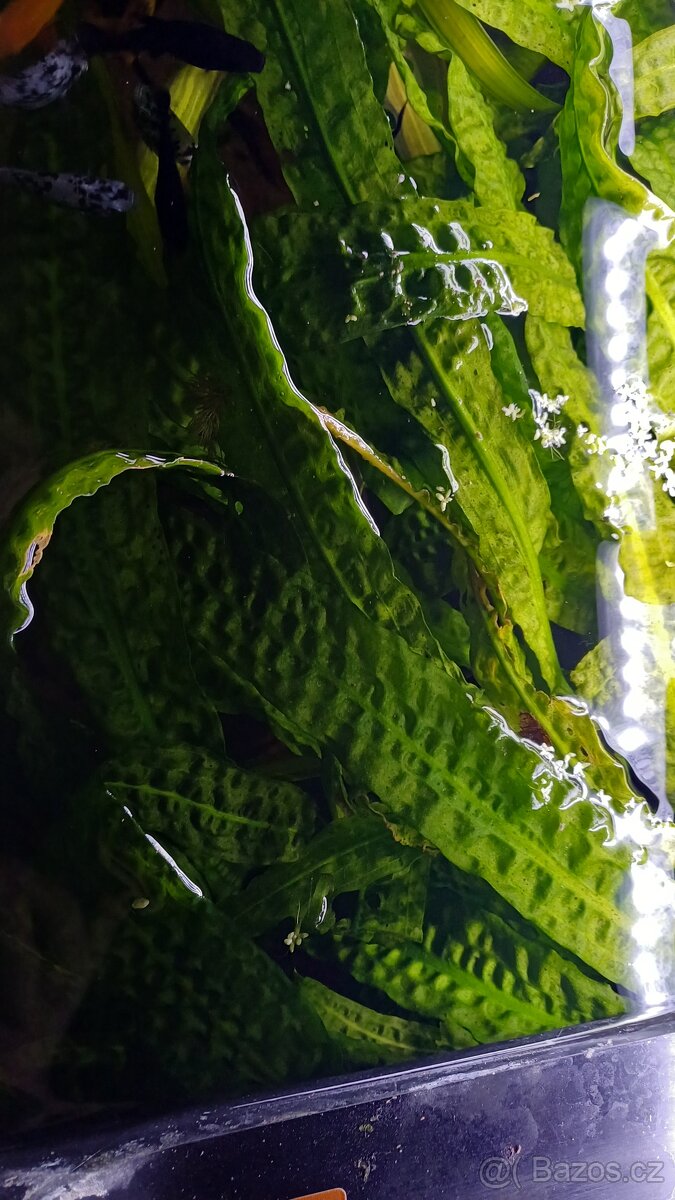 Akvarijní rostliny - 3