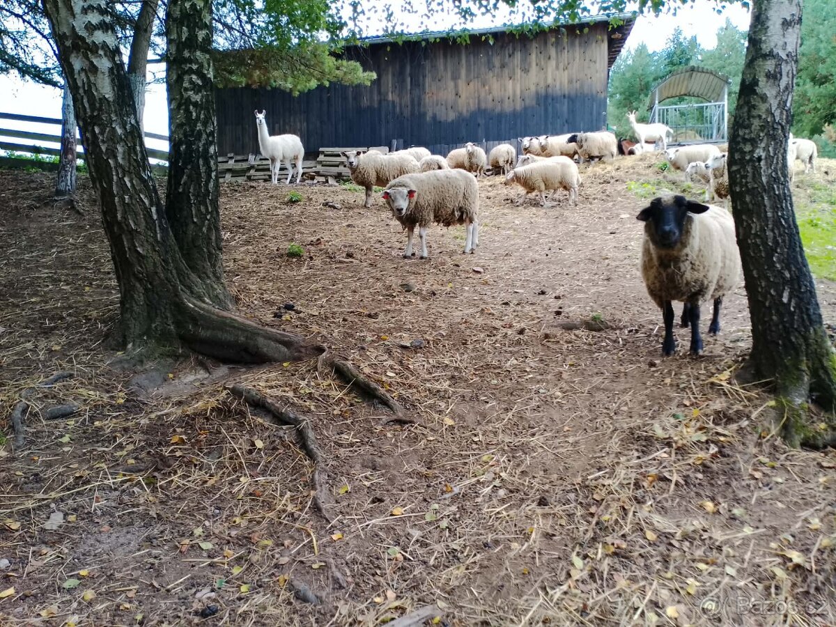 Beran Texel s pop linie TAROT - 3