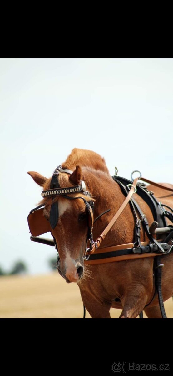 Sulka za pony + postroj - 3