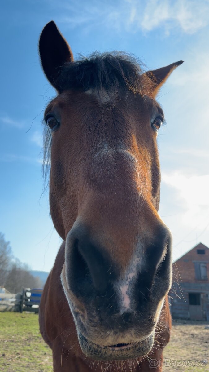 Nabízím tažného valacha do dobrých rukou - 3