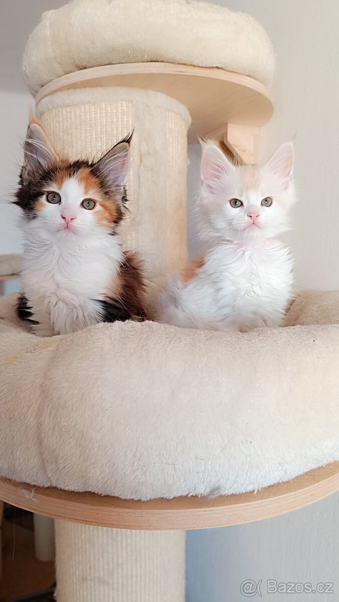 Mainská mývalí s PP - 3